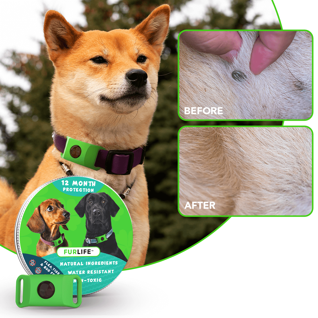 🔥LAST DAY! BUY 1 GET 1 FREE FOR ONLY $14.70 EACH🔥Parasite Repellent Buckle-Protect pets from flea infestations